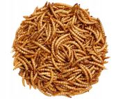 Suszone larwy mącznika młynarka 500g