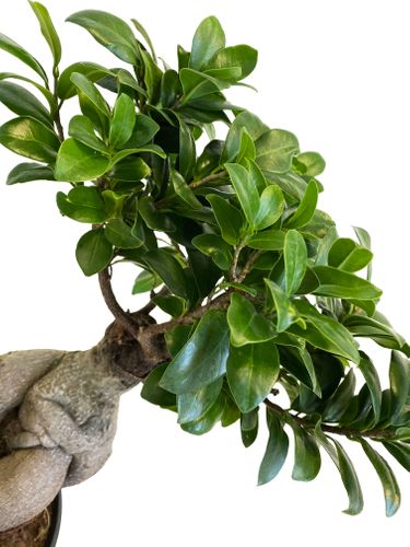 Bonsai Fikus Microcarpa GINSENG 55 cm na Arena.pl