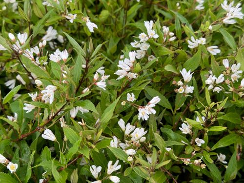 Żylistek wysmukły 'Nikko' (Deutzia Gracilis) Biały Krzew Doniczka 2.0L na Arena.pl