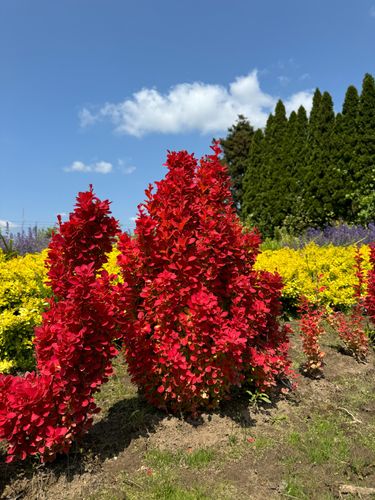 Berberys Thunberga 'Orange Ice' Pomarańczowy(Berberis thunbergii) 2.0L na Arena.pl