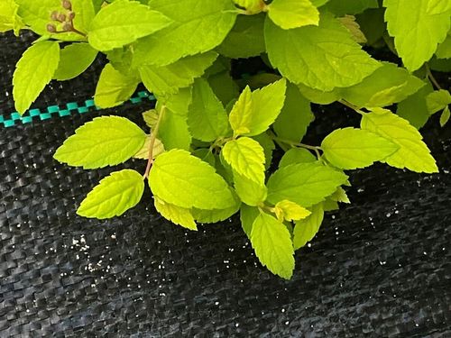 AGROTKANINA 110G 3,2x50m PREMIUM UV 3% AGROWŁÓKNINA CZARNA MATA + KOŁKI na Arena.pl