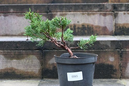Jałowiec chiński Shimpaku - Juniperus chinensis 0065 na Arena.pl