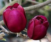 MAGNOLIA BLACK TULIP - sadzonki w doniczkach