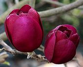 MAGNOLIA BLACK TULIP - sadzonki w doniczkach