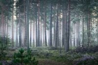 Fototapeta Las we Mgle Zieleń NATURA do Salonu 135x90