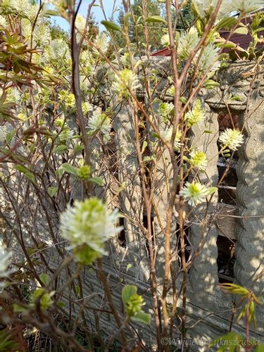 Fotergilla olszolistna Suzanne miododajna unikalna na Arena.pl