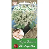 Nasiona Anyżu Biedrzeniec nasiona ziół Ziołowy