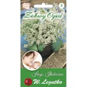 Nasiona Anyżu Biedrzeniec nasiona ziół Ziołowy