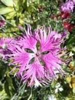 Goździk wspaniały sadzonka skalniak pojemnik