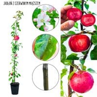 Jabłoń z czerwonym miąższem odmiana dekoracyjna 180-220 cm