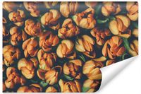 Fototapeta Do Jadalni Pomarańczowe TULIPANY Kwiaty Efekt 3D 450cm x 300cm