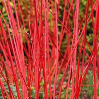 product-compare-63174474