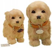 INTERAKTYWNY PIESEK reaguje na dotyk CHODZI SZCZEKA GOLDEN RETRIEVER