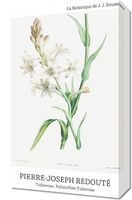 Obraz 30x50cm Design Polianthes Tuberosa, Redoute Vintage do Salonu