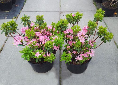 Azalia japońska Kermesina Rose C2 E na Arena.pl