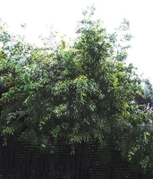 BAMBUS czarny Phyllostachys Nigra - sadzonki 10 / 20 cm