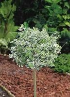 TRZMIELINA na pniu zielono-kremowa - sadzonki 140 / 150 cm