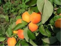 MORELA EARLY ORANGE ODPORNA MRÓZ