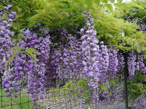 Glicynia kwiecista Violacea Plena C2 E na Arena.pl
