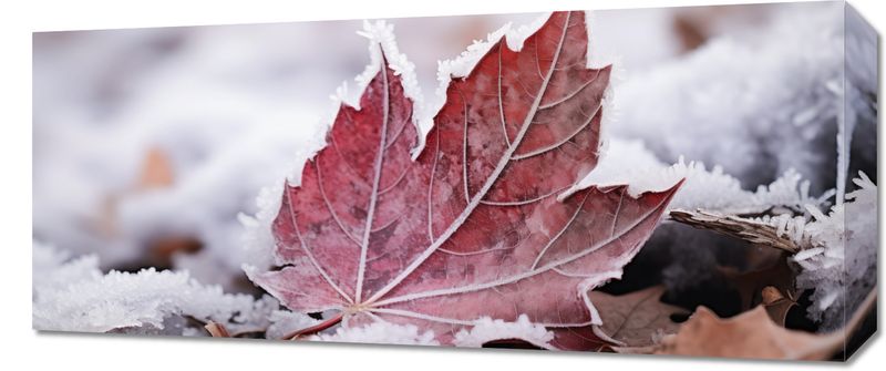 Obraz 70x30cm Liść u Kresu Jesieni zdjęcie 1