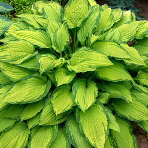 Funkia Hosta 'Sheila West' Doniczka 2.0L Duże Złote liście na Arena.pl