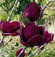 C3 MAGNOLIA BLACK TULIP 30-50 CM. KRZEWY24
