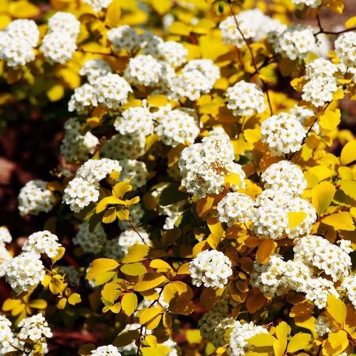 Tawuła van Houtte'a GOLD FOUNTAIN Białe kwiaty Sadzonki w doniczkach C2 na Arena.pl