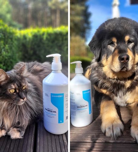 OLEJ SZKOCKI Z ŁOSOSIA DLA PSA I KOTA Salmon Oil Omega 3 Omega 6 1000 ml na Arena.pl