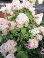 product-compare-52464838