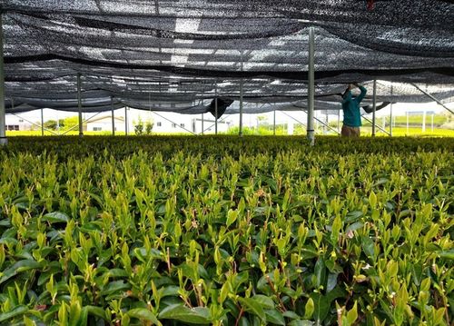 Royal Matcha Japońska Bio Zielona Herbata 100g Herbata w Proszku Tradycyjna na Arena.pl