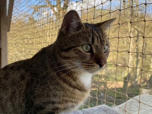 ZESTAW SIATKA NA BALKON 4x3 DLA KOTA WZMOCNIONA DRUCIKIEM BEZ WIERCENIA na Arena.pl