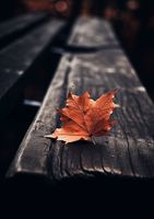 Plakat 29,7x42cm Pojedynczy Liść