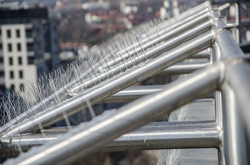 Kolce przeciwko ptakom Avik na Arena.pl