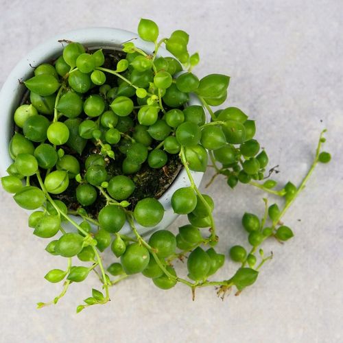 SENECIO rowleyanus STARZEC ROWLEYA D6cm ZIMOWE ZABEZPIECZENIE na Arena.pl