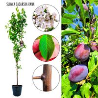 Śliwa Cacańska Rana do wczesnego zbioru 100-150 cm