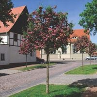 GŁÓG SZCZEPIONY NA PNIU PAUL'S SCARLET 150 CM