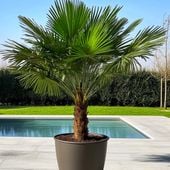 Trachycarpus Fortunei - PALMA MROZOODPORNA - Trachy Szorstkowiec-