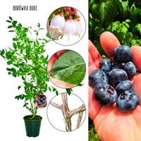 Borówka Duke wczesna odmiana do ogrodu KRZEW 60-90 cm