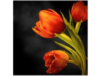 50X50CM TULIPANY OBRAZ