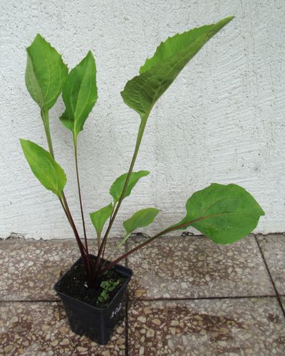 JEŻÓWKA Rubinstern Ruby Star - sadzonki w don. !!! na Arena.pl