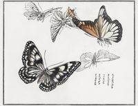 Plakat 65x50cm Ilustracje Motyle Morimoto Toko Japoński Vintage do Salonu
