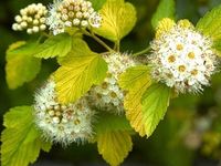 Pęcherznica kalinolistna LUTEUS Żółty żywopłot P9