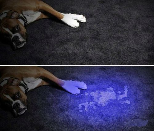 Tester Latarka Uv Detektor Led Dioda Bursztyn Mocz na Arena.pl