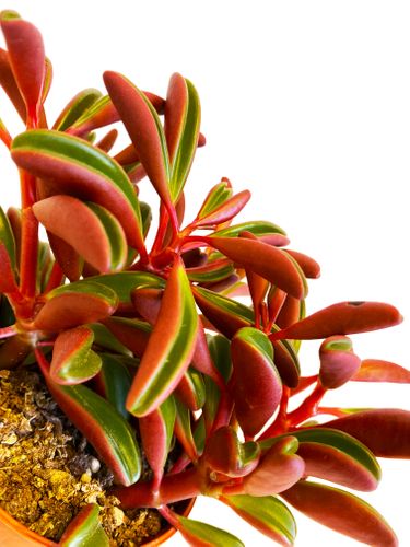 PEPEROMIA GRAVEOLENS 15cm na Arena.pl