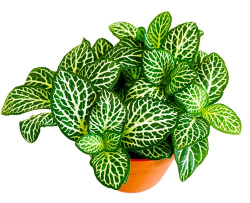 FITTONIA Mont Blanc 12cm na Arena.pl