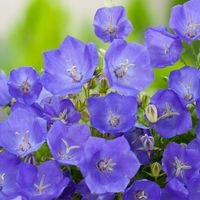 Dzwonek karpacki NIEBIESKI Obficie kwitnący CLIPS BLUE Na rabaty Sadzonki