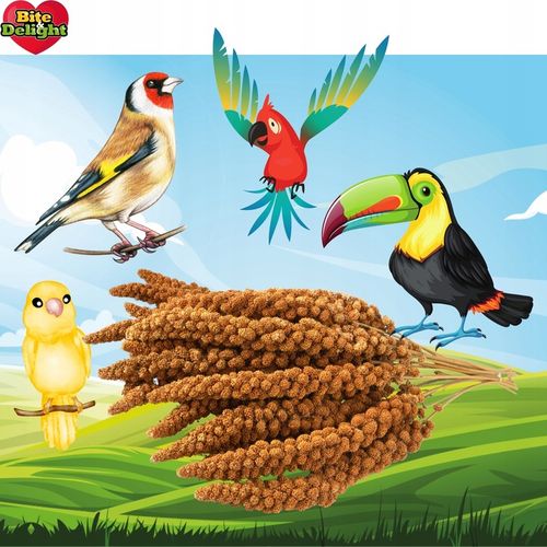 PROSO SENEGALSKIE BIAŁE + CZERWONE 0,5KG + 0,5KG CZYSTE DUŻE KŁOSY na Arena.pl