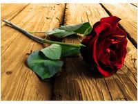 50X70CM RÓŻA UKOCHANEJ OBRAZ POKOJU DREWNINE