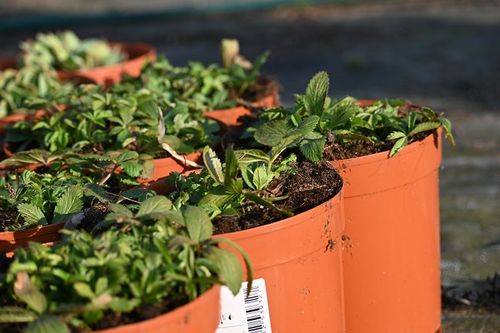 Pięciornik nepalski bylina na skalniak i rabatę na Arena.pl