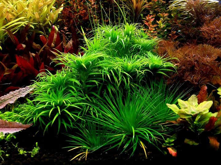 QualDrop MICRO PLANT 500 ml -mikroelementy zdjęcie 3